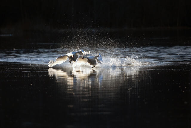 Foto: Otto L. Motzke